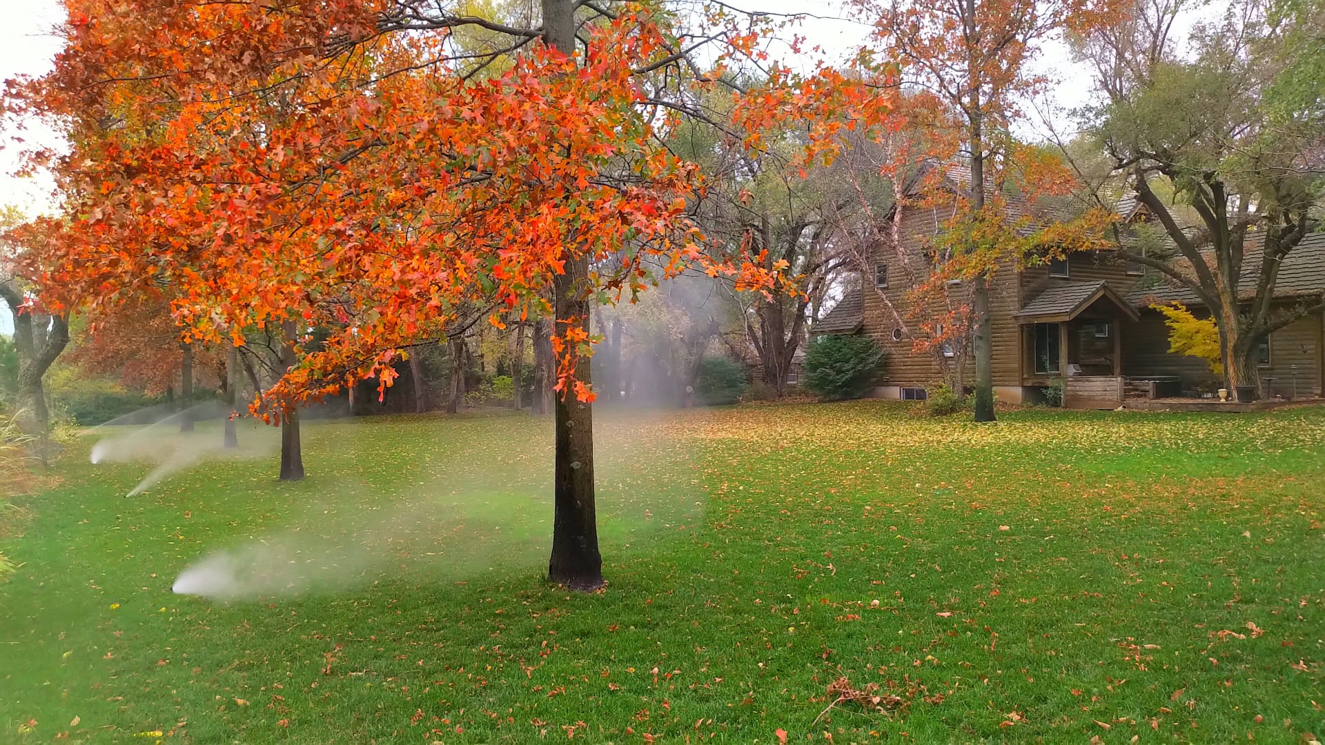 New lawn established with fall watering